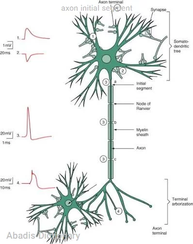 axon initial segment